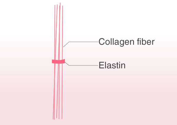 Elastin bundles the collagen fibers of the skin, bringing the elasticity UP!