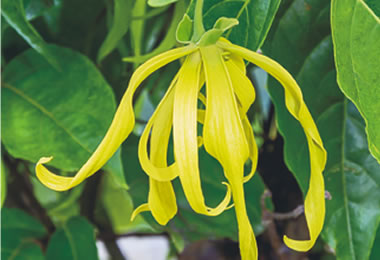 Ylang-ylang (CANANGA ODORATA FLOWER OIL)