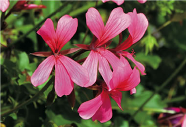 Rose geranium (PELARGONIUM GRAVEOLENS OIL)