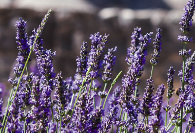 Lavender (LAVENDER OIL)