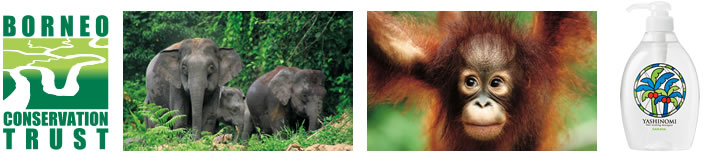 Yashinomi supports the Borneo Conservation Trust.