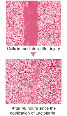 Lactoferrin is effetive in repearing skin cells.