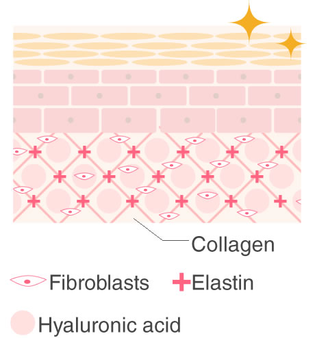 Lactoferrin helps the amount of 