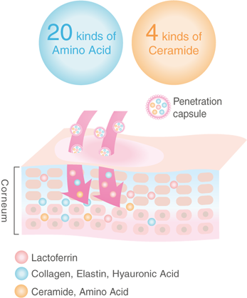 With 20 kinds of amino acid and 4 kinds of ceramide that penetrate your skin.