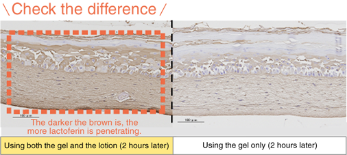 こんなに違う！茶色が濃いほどラクトフェリンが浸透しています。
