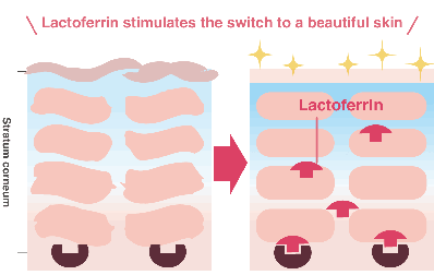 Lactoferrin stimulates the switch to a beautiful skin.